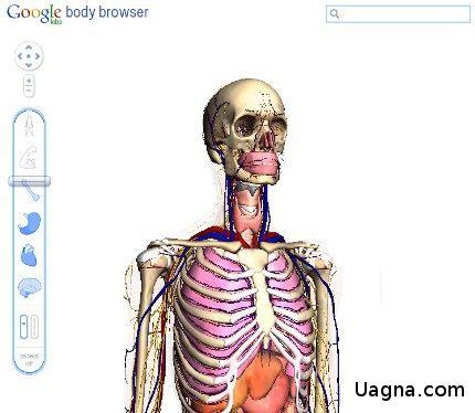 Google-Body-Browser